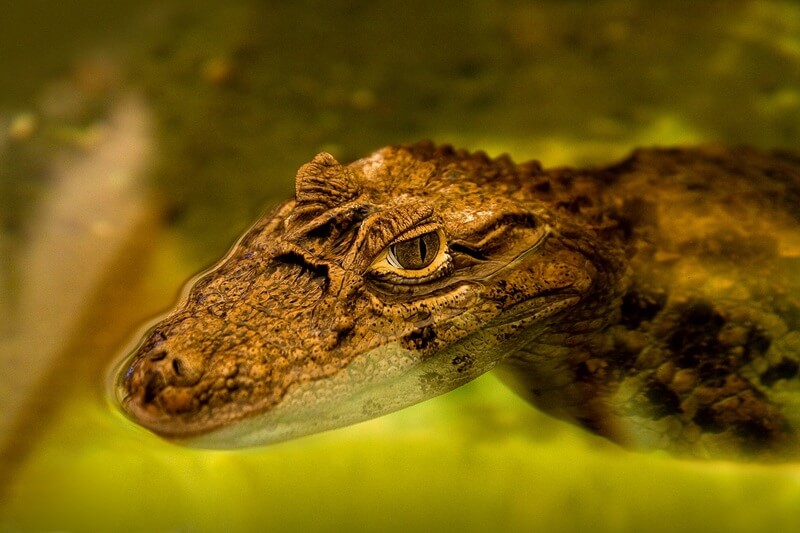 Der Alligator verbringt den größten Teil seines Lebens im Wasser.