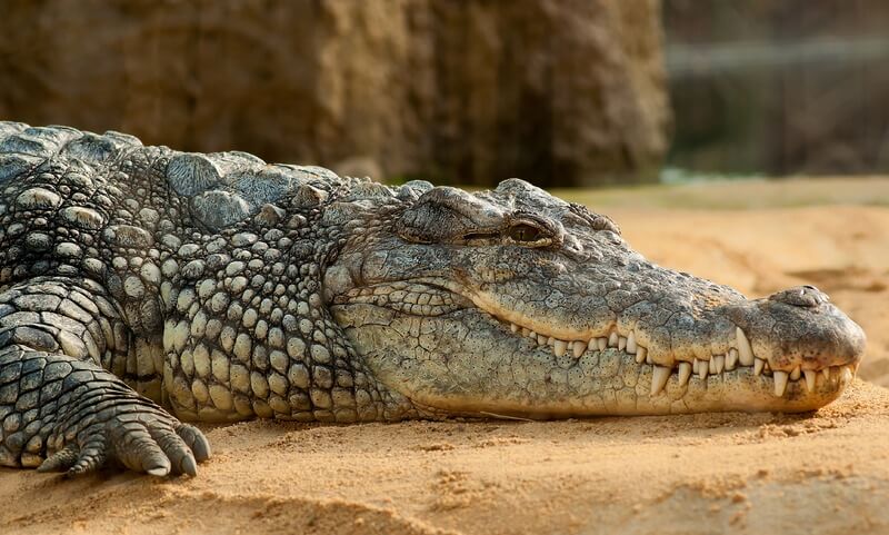 Das Krokodil ist ein kaltblütiges Reptil.