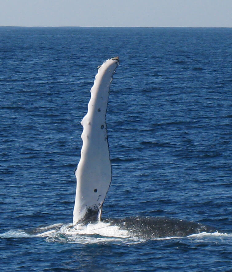 Flosse eines Finnwals.