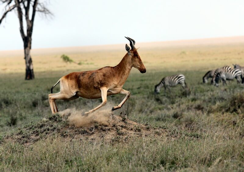 Die Antilope kann ihren Raubtieren schnell entkommen.