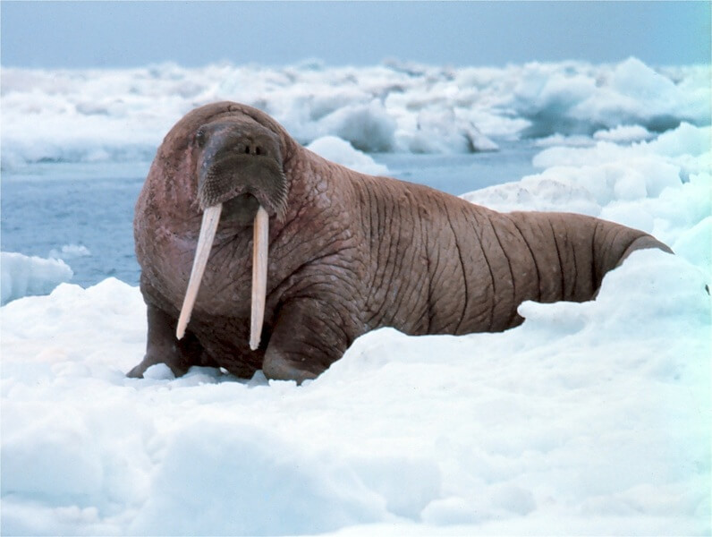Das Walross hat eine große Fettschicht, die es ihm ermöglicht, im Winter warm zu bleiben.