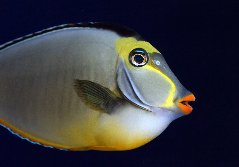 Orange Dorn Einhorn Fisch