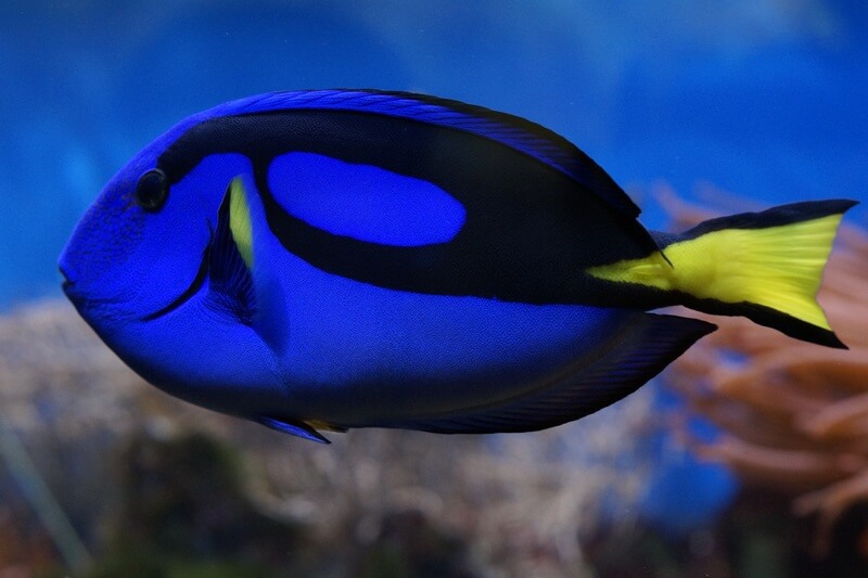 Der blaue Surgeonfish ist auch als Fisch mit der Nummer 6 bekannt.