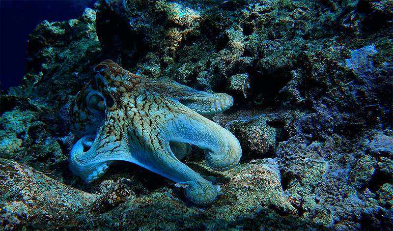 Octopus getarnt mit der Umwelt
