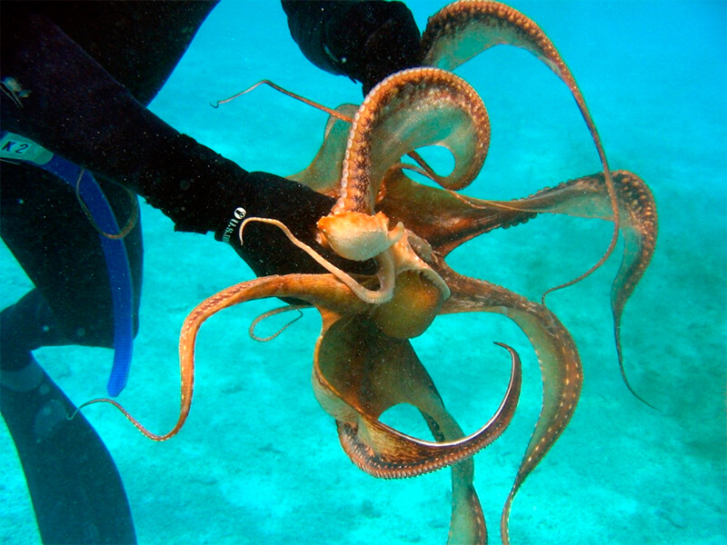 Octopus von einem Menschen gepackt