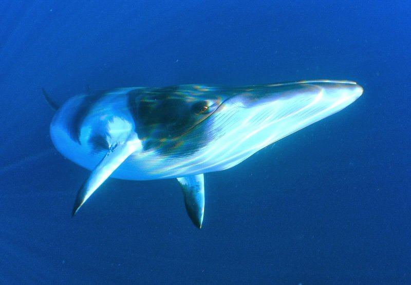 Eine Nahaufnahme des Finnwals.