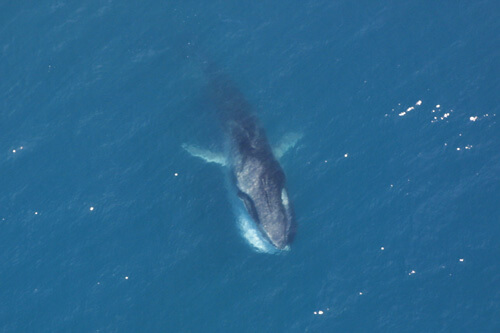 Ein Finnwal aus der Luft.