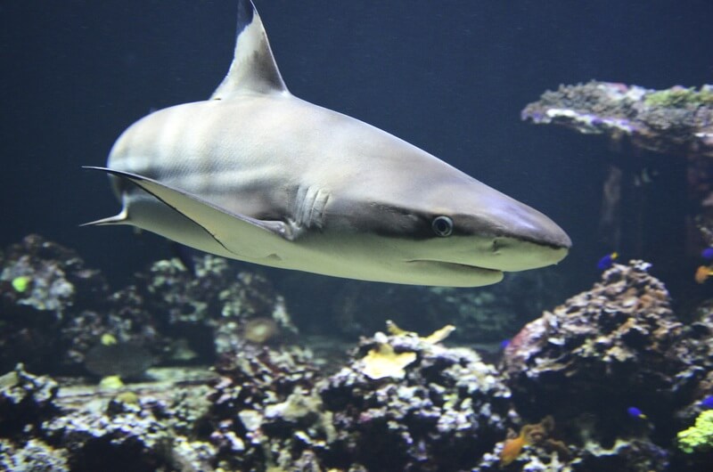 Der Hai ist ein Tier, das Millionen von Jahren überlebt hat.