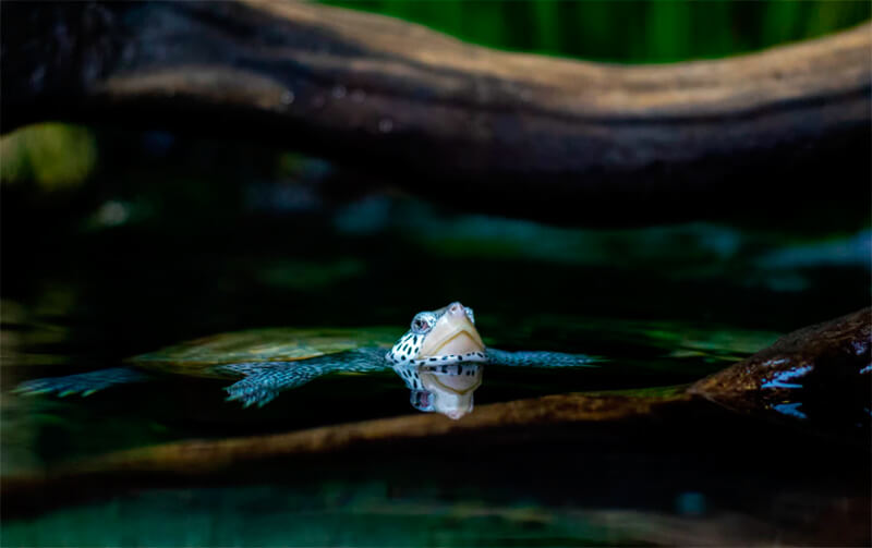 Flussschildkröte atmen