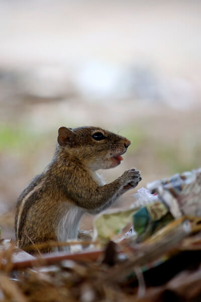 Das Eichhörnchen hat eine sehr abwechslungsreiche Ernährung.
