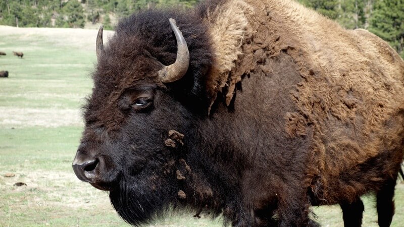 Der männliche Bison wird auch Stier genannt. Das Weibchen, Kuh.