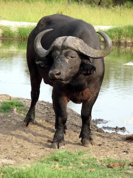 Es ist leicht, den Büffel mit seinem Cousin, dem Bison, zu verwechseln.