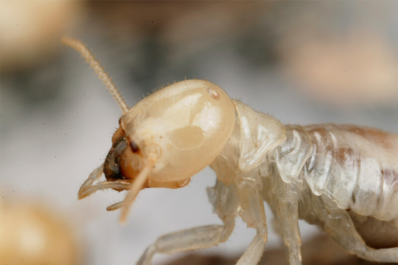 Termite (Arbeiter)
