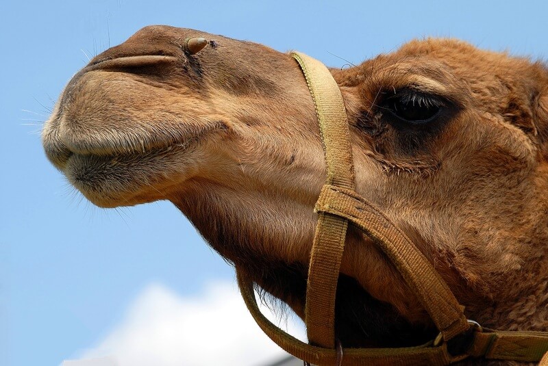 Die meisten Kamele leben domestiziert und nicht in freier Wildbahn.