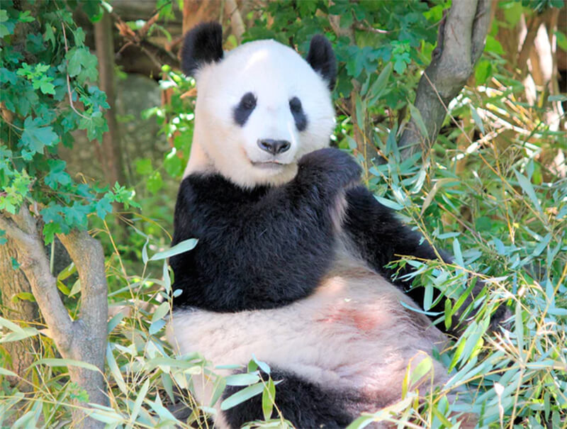 Riesiger Pandabär, der Bambusblätter isst