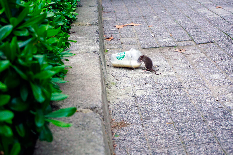 Ratte trinkt Kaffee