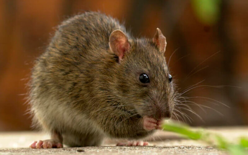 Braune Ratte (Rattus rattus)