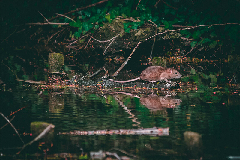 Schwimmende Ratte nahe einem Fluss