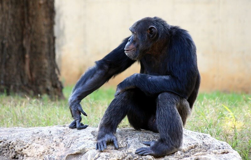 Der Schimpanse ist das Tier, das dem Menschen am ähnlichsten ist.