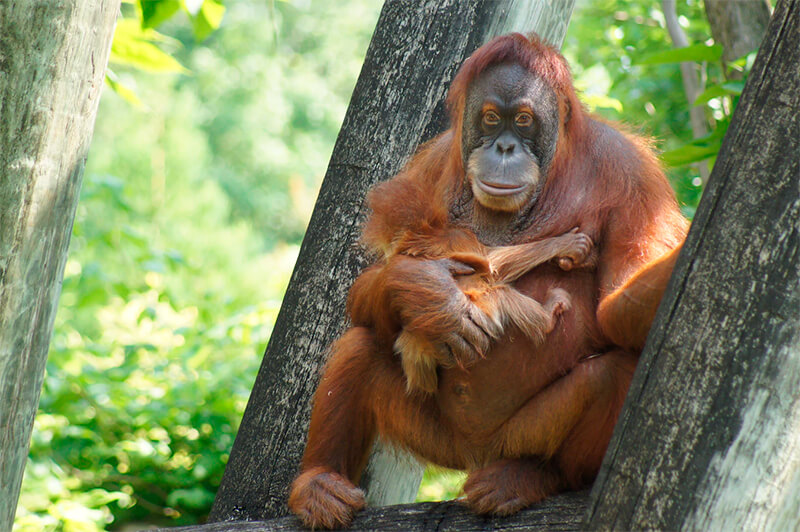 Weiblicher Orang-Utan mit ihrem Kalb in einem US-Zoo