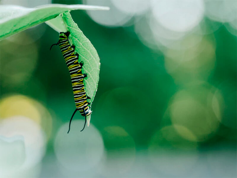 Caterpillar getarnt hinter einem Blatt