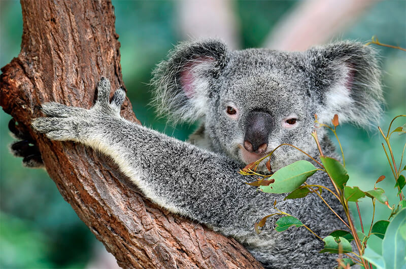 Frontalfoto eines Koalas