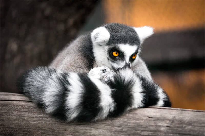 Lemur stützte sich auf einen Baumstamm