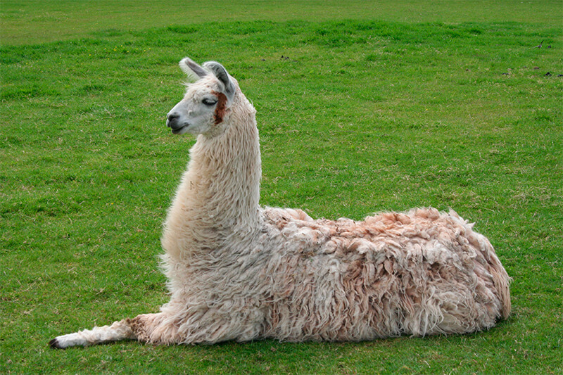 Sitzendes Lama