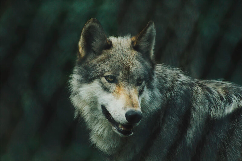 Nahaufnahme eines Wolfes