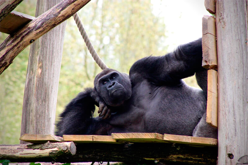 Gorilla ruht sich aus, posiert oder denkt nach. Weiß jemand?