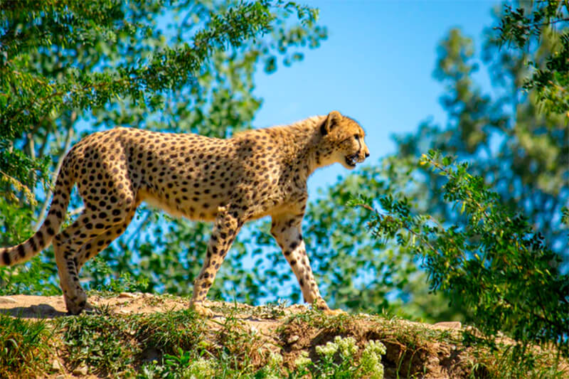 Gepard im Profil