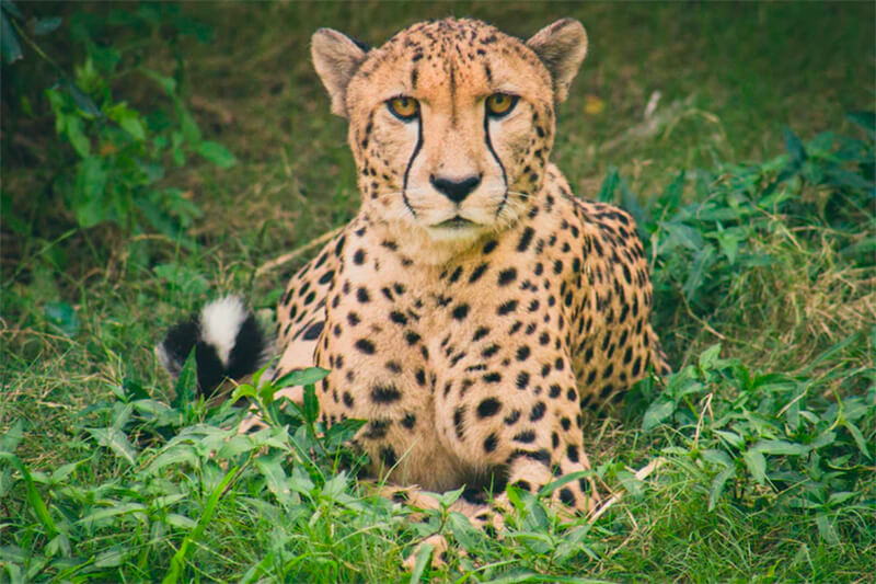 Gepard frontal