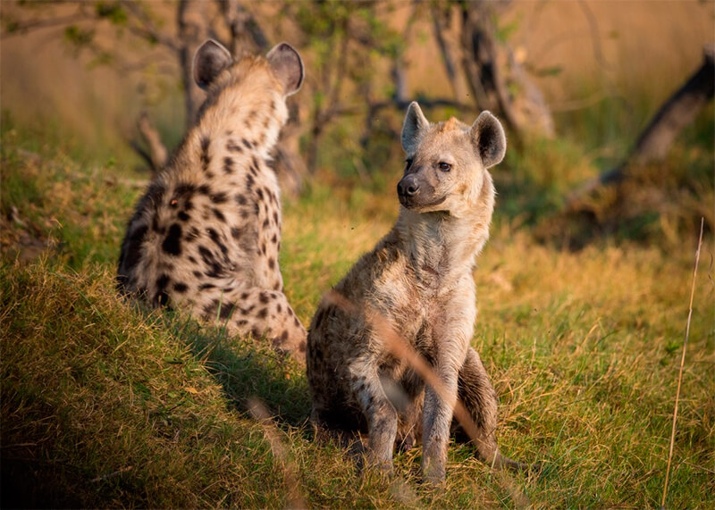 Hyänenpaar