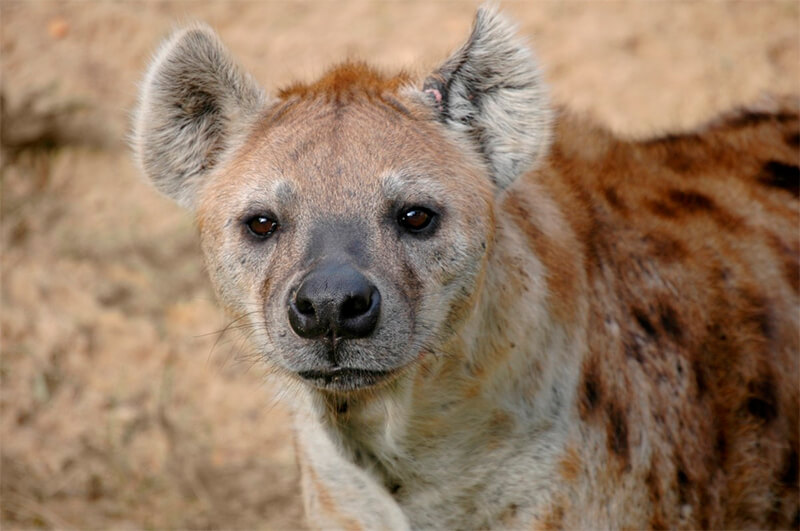 Nahaufnahme einer Hyäne