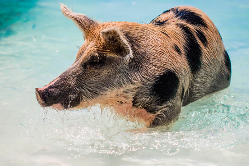 Wildschweinweibchen schwimmen