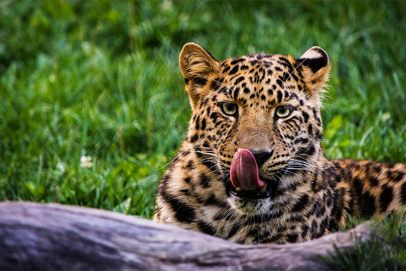 Leoparden lecken