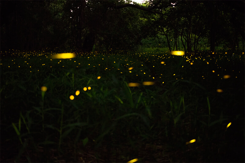 Feld voller Glühwürmchen