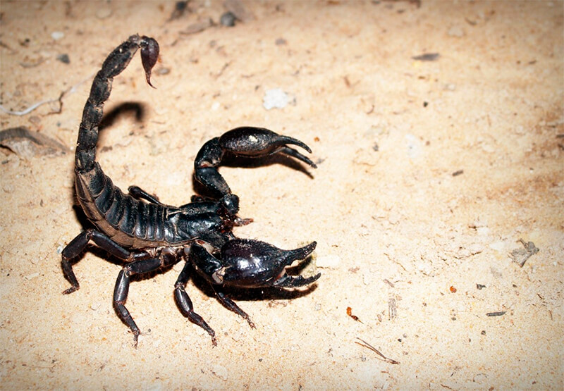 Skorpion ist aggressiv
