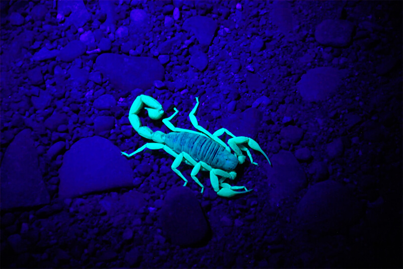 Skorpion unter ultraviolettem Licht