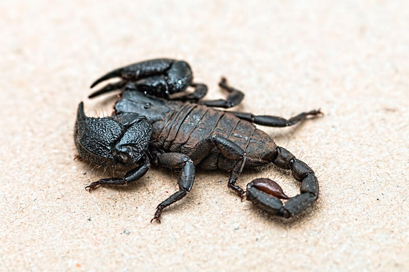 Foto eines Skorpions
