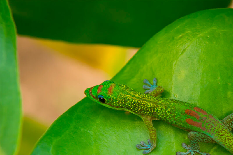 Der grünliche Gecko ist in tropischen Gebieten häufiger