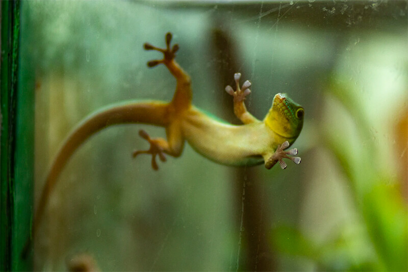 Gecko ruht auf einer Glasoberfläche.